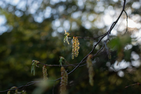 Long Catkins of Alder or Birch Tree Against Spring Sun Rays.