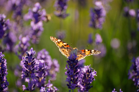 Beautiful summer Floral Background with a Gentle Butterflies on Lavender Flowers..