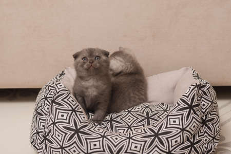 Cute grey Scottish fold little kitten n home interiorの写真素材