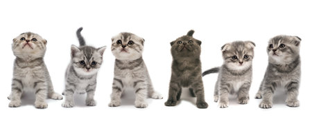 Cute Scottish fold little kittens isolated on a white background.の写真素材