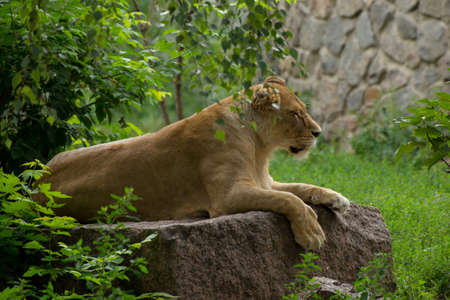 Close-up portrait of a beautiful fluffy Lionの写真素材