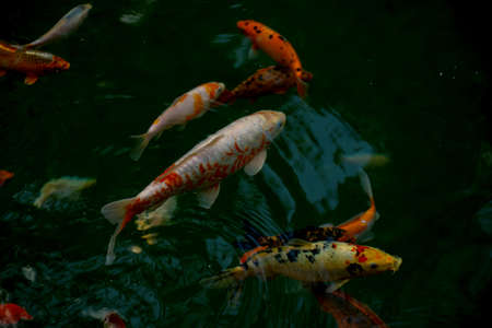 Fish Carp Koi in the clean water of the puddle. Freshwater decorative fish.の写真素材