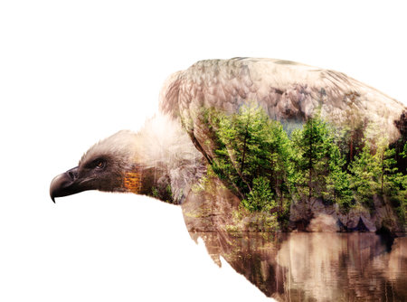 Gorgeous Griffon Vulture in Double Exposure with Forest Landscape against white background.の写真素材