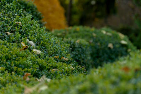 Garden Design Element of Spherically Formed Boxwood Bush. Boxtree Shrub in a English Garden.の写真素材
