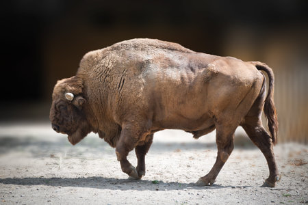 Big brown Bison walking in the padle in the zoo.