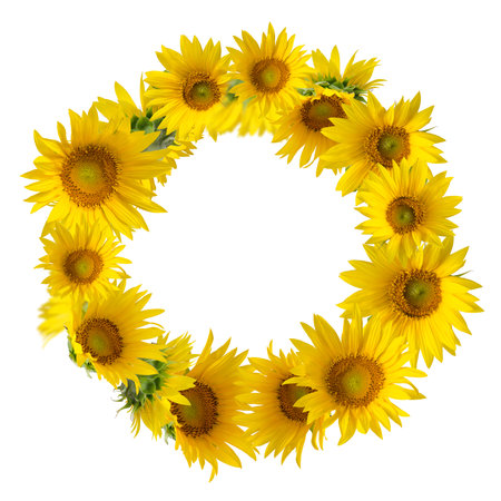 Yellow Sunflowers isolated on white background. Floral border.の写真素材