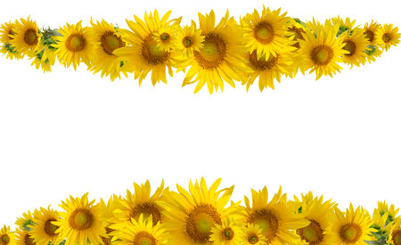 Yellow Sunflowers isolated on white background. Floral border.の写真素材