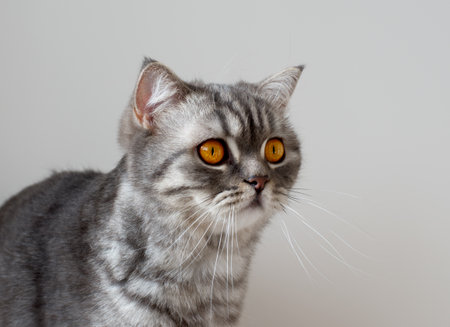 Portrait of Beautiful Scottish young cat at homeの写真素材