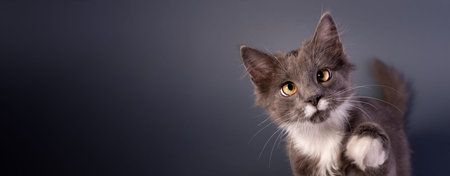 Cute Grey Kitten watching the camera gray background of Banner with copy space.