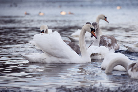 Beautiful white elegant swans bird on a foggy winter river.の写真素材