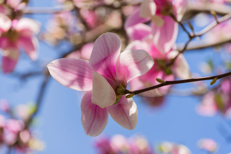 Beautiful magnolia tree blossoms in springtime. Bright magnolia flower against blue sky. Romantic floral backdropの写真素材