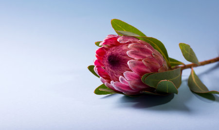 Beautiful Protea Flower on a light blue color background with copy space. Blooming Pink King Protea Plant. Exotic Flower Close up. Floral Theme Banner.の写真素材