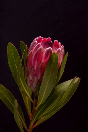 Beautiful Protea Flower against a black background. Blooming Pink King Protea Plant. Exotic Flower...
