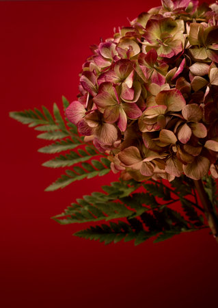 Beautiful Hydrangea Flower in Dark Low With Copy Space for Text.の写真素材