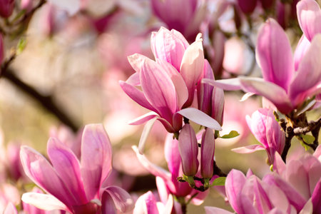Magnolia tree blossoms in springtime. Bright magnolia flower in warm sunny day in april. Romantic floral backdrop. Blooming magnolia tree in spring,の写真素材