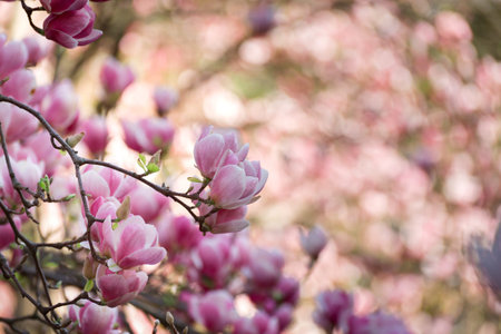 Beautiful magnolia tree blossoms in springtime. Bright magnolia flower against blue sky. Romantic...
