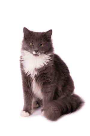 Cute Gray and White Cat Isolated on White Background.の写真素材