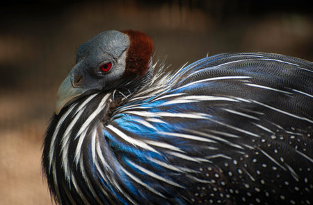 Close-up portrait of Helmeted Guineafowl Bird (Numida Meleagris). Wild African Bird with Bright Blue...