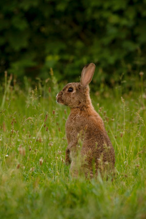 Cute Wild Brown Rabbit Walking in the green field on a sunny spring day. Adorable wild bunny in the...