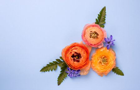 Buttercup Orange Flower close-up. Asian Buttercup Ranunculus on a light blue Top View. Mothers Day...