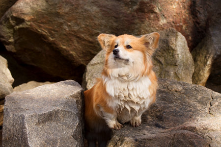 Portrait of a cute fluffy Corgi Pembroke or Cardigan. Corgi Dog on a Stone Riverside.の写真素材