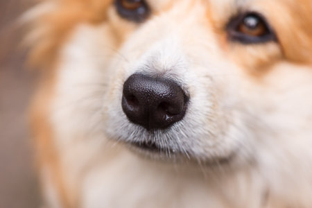Close-up portrait of Welsh Corgi Pembroke face. Red Fluffy Corgi watching to the camera.の写真素材