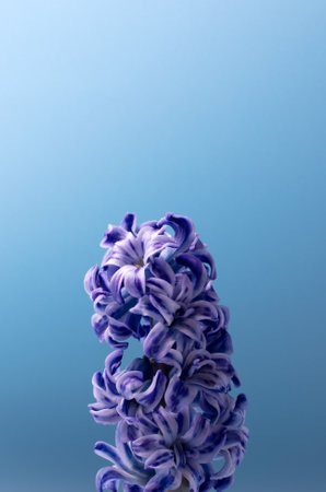Purple Hyacinth Composition against Light Blue Background. Festive banner, copy space. Valentines Day, Mothers day, birthday or arrangement celebration concept.の写真素材