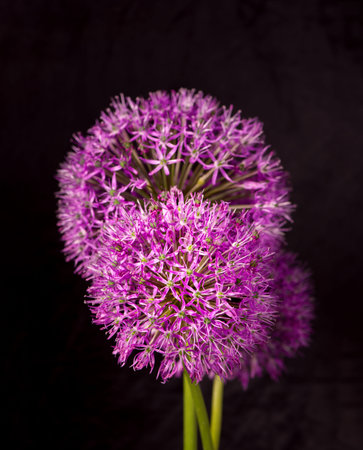 Beautiful Purple Allium Giganteum flower head on a Black background. Vibrant Balls of Decorative...