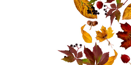Banner with Bright Yellow Maple Leaves Hanged by Clothespins on the Rope isolated on White. Autumn...