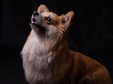 Welsh Corgi Pembroke Portrait. Adorable Fluffy Corgi against a black background.