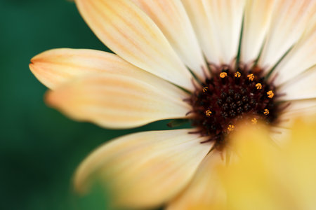 Cape marguerite flowers macro shot. Bright decorative daisy. Selective focus of floral photo background.の写真素材