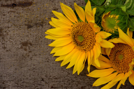 Beautiful Yellow Sunflower Close up. Summertime floral background with a selective focus macro shot of bright Sunflower.の写真素材