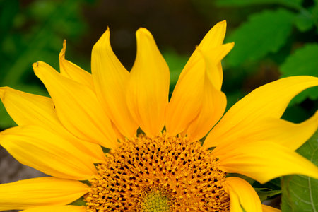 Beautiful Yellow Sunflower Close up. Summertime floral background with a selective focus macro shot of bright Sunflower.の写真素材