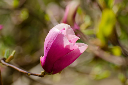 Beautiful magnolia tree blossoms in springtime. Jentle magnolia flower against sunset light. Romantic creative toned floral background.の写真素材