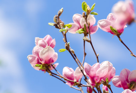 Beautiful magnolia tree blossoms in springtime. Jentle magnolia flower against sunset light. Romantic creative toned floral background.の写真素材