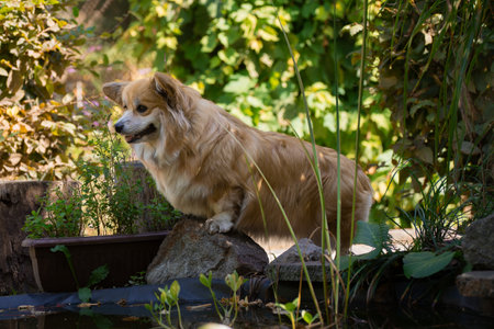 Adorable Fluffy Welsh Corgi Pembroke sitting on a red decorative bridge in the city garden.の写真素材