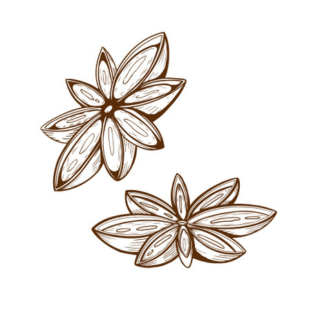 Sketch Drawing of Anise star seeds isolated on white. Badiyan Medicinal herbs plant.のイラスト素材