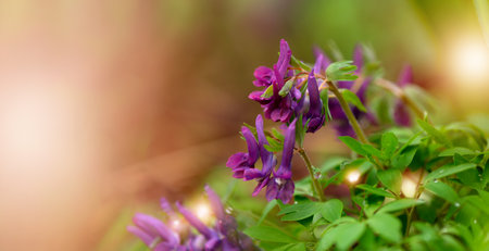 Corydalis flower. First spring violet flower blooming in the forest. Spring seasonal banner with purple bird-in-a-bush corydalis solida against a empty blurred background.の写真素材