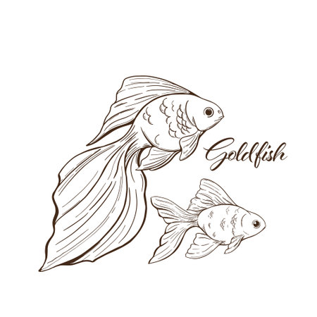 Goldfish vector illustration. Sketch style illustration of goldfish on a white background.のイラスト素材