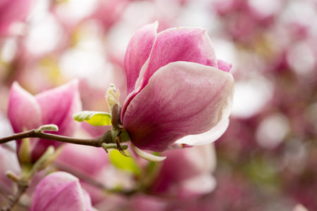 Beautiful pink magnolia flowers close up. Jentle magnolia flower against sunset light. Romantic creative toned floral background.の写真素材