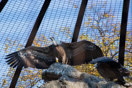 Gorgeous Couple of Griffon Vulture outdoors in a spring garden. Predator bird close up.の写真素材