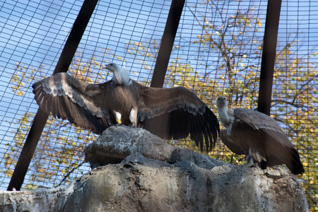 Couple of Griffon Vulture outdoors in a spring zoo garden. Close up.