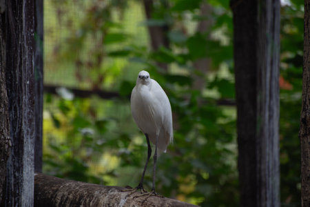 Portrait of Little Egret sitting on a stick in a zoo aviaryの写真素材