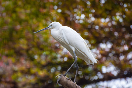Portrait of Little Egret sitting on a stick in a zoo aviaryの写真素材