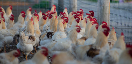 Chicken farm in the golden hour Low angle selective focus photo. Group of hens and Cocks in a...