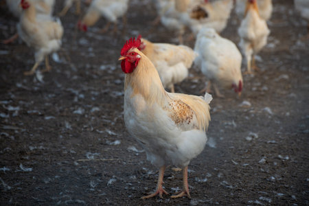 Chicken farm in the golden hour Low angle selective focus photo. Group of hens and Cocks in a...