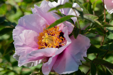Beautiful peony flower growing in the summer garden. Close Up mountain tree peony. Horizontal spring seasonal banner with vibrant flowers of Peony Tree Flowers and copy space.の写真素材