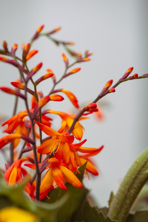 Orange Crocosmia Flowers on Soft White Background. Minimal Botanical Nature Photography. Close-up selective focused Montbretia. Perfect for use in floral designs, backgrounds, and seasonal decor.の写真素材