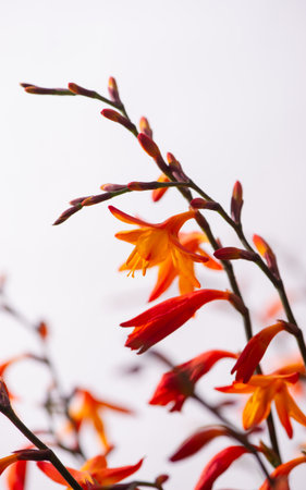 Orange Crocosmia Flowers on Soft White Background. Minimal Botanical Nature Photography. Close-up selective focused Montbretia. Perfect for use in floral designs, backgrounds, and seasonal decor.の写真素材