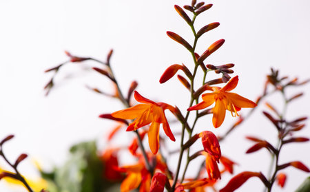 Orange Crocosmia Flowers on Soft White Background. Minimal Botanical Nature Photography. Close-up selective focused Montbretia. Perfect for use in floral designs, backgrounds, and seasonal decor.の写真素材